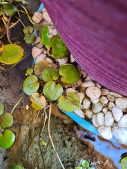 Limnobium laevigatum