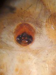 Sergiolus columbianus