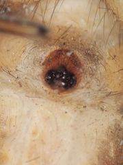 Sergiolus columbianus