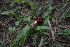Limacella