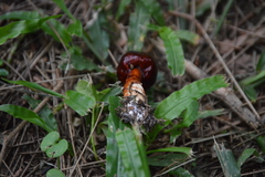 Limacella