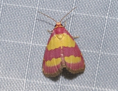 Phoenicophanta bicolor
