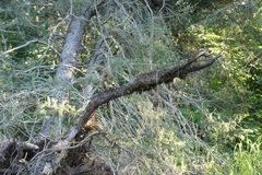 Tamiasciurus hudsonicus regalis