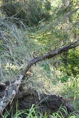 Tamiasciurus hudsonicus regalis