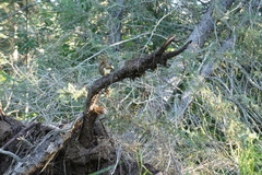 Tamiasciurus hudsonicus regalis