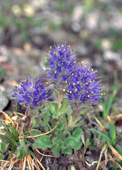 Veronica alaskensis