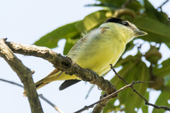 Pachyramphus major