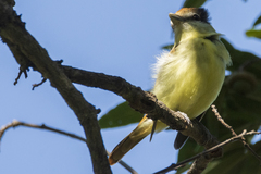 Pachyramphus major
