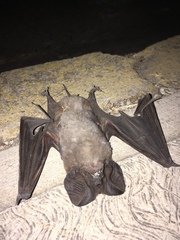 Nyctinomops macrotis