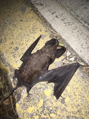 Nyctinomops macrotis