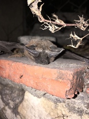 Nyctinomops macrotis