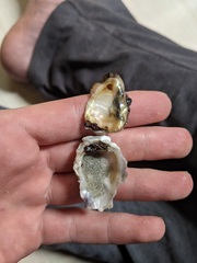 Crassostrea rhizophorae