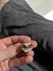 Crassostrea rhizophorae