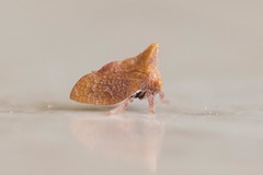 Multareoides bifurcatus