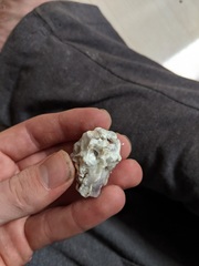 Crassostrea rhizophorae