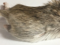 Chaetodipus penicillatus