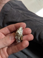 Crassostrea rhizophorae