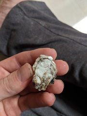 Crassostrea rhizophorae