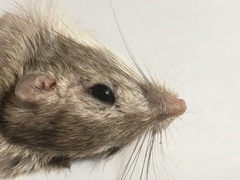 Chaetodipus penicillatus