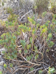 Curio crassulifolius