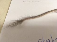 Chaetodipus penicillatus
