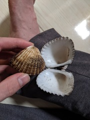 Tegillarca granosa