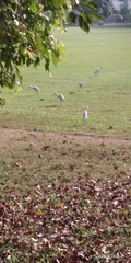 Bubulcus ibis