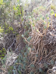 Curio crassulifolius