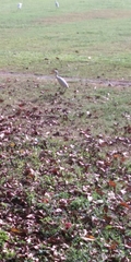 Bubulcus ibis