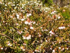 Erica leptopus