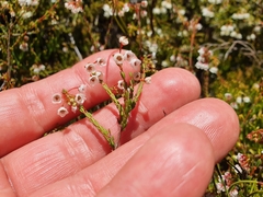 Erica leptopus