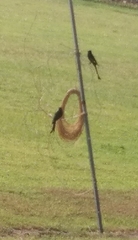 Dicrurus macrocercus