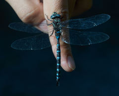 Aeshna walkeri