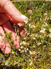 Erica leptopus