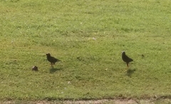 Acridotheres tristis