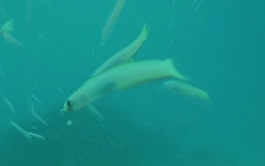 Ptereleotris monoptera