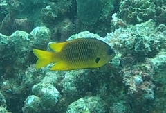 Pomacentrus nigromarginatus