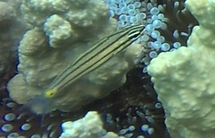 Cheilodipterus isostigma