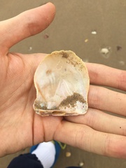 Pinctada maculata