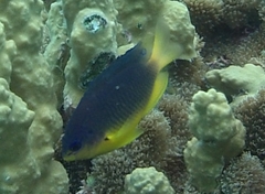 Pomacentrus bipunctatus