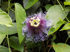 Passiflora serratifolia