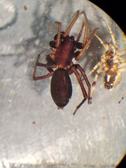 Castianeira alteranda