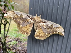 Rinaca thibeta okurai