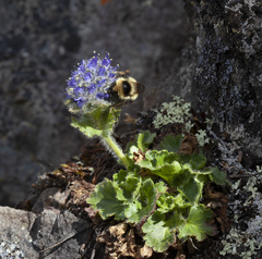 Veronica alaskensis