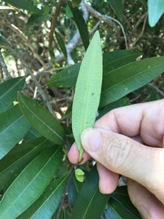 Samadera bidwillii