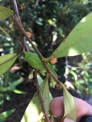Samadera bidwillii