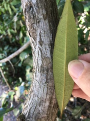 Samadera bidwillii