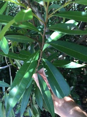 Samadera bidwillii