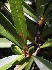 Samadera bidwillii