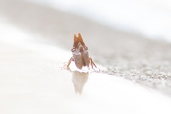 Multareoides bifurcatus